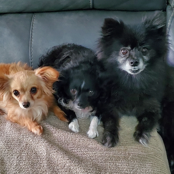 VINTAGE Coat Jacqueline Ferrar 🐶 CLOSET CLOSING - Picture 7 of 9